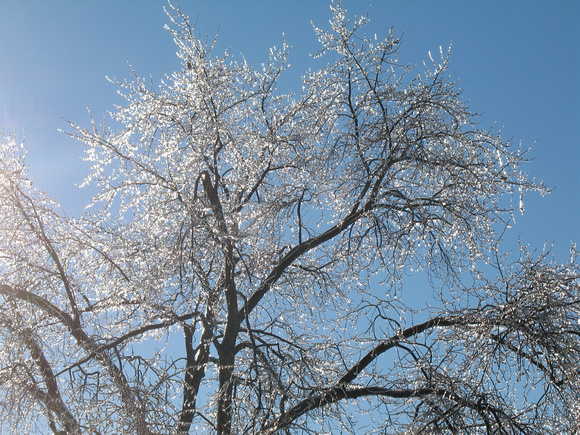Ice Storm - Tree