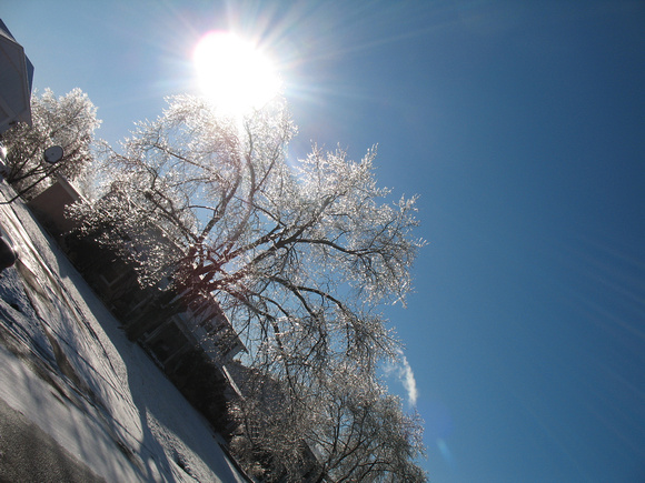 Ice Storm - Tree