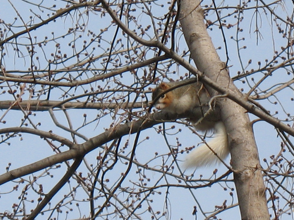 White-Tailed Squirrel