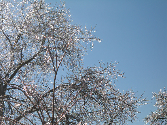 Ice Storm - Trees