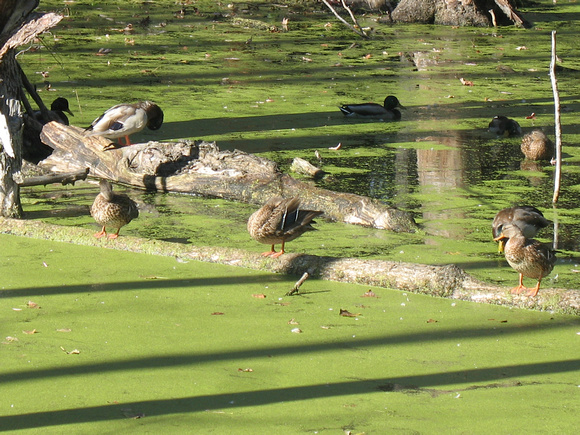 Duck Gathering