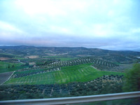 The Extensive Olive Plantations