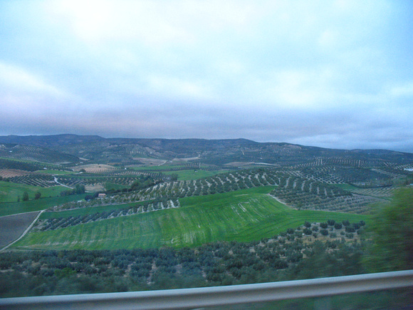 The Extensive Olive Plantations