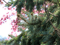 Pine Tree and Blossoms