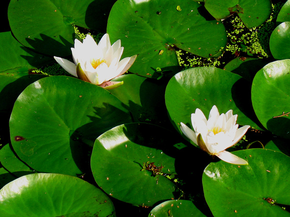 White Lilies