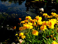 Coreopsis