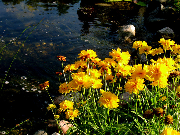 Coreopsis