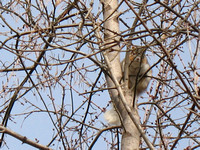 White-tailed Squirrel